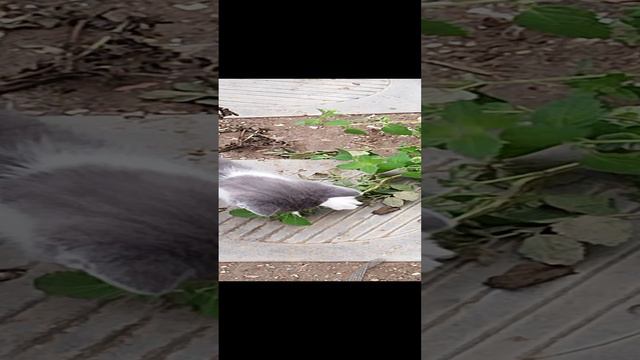 серый развлекается