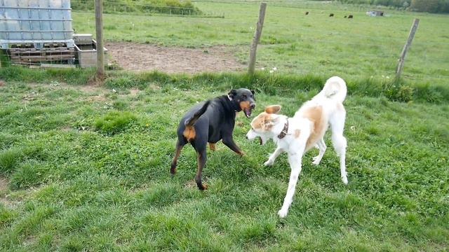 Dobermann & saluki x greyhound dogs playing at Jeskyns Park смотреть онлайн