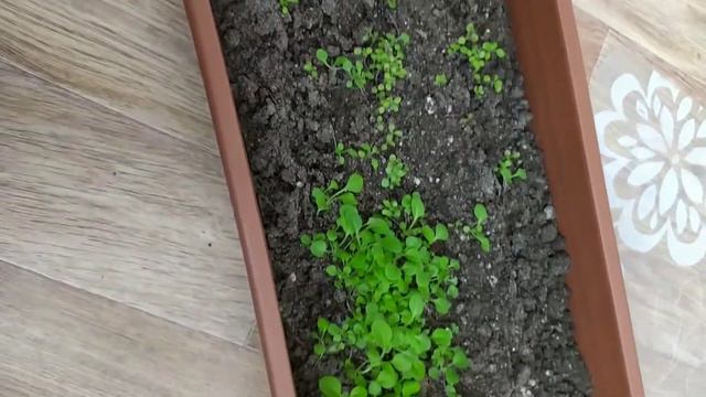 Пересадка ампельной петуньи в подвесные кашпо. смотреть онлайн