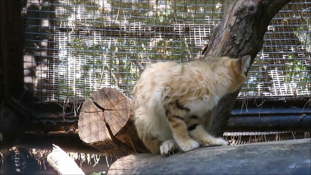 Барханный котик умывается 05.102023 смотреть онлайн