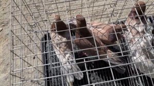 Выставка-ярмарка  голубей в Дагестане п.Манас. #Голуби #Махачкала #Дагестан #pigeons #ГолубиДагеста