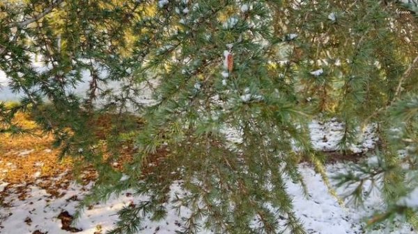 Cozy Winter Day ❄️ | Baking and Cooking | Slow Living