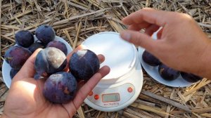 ДИПЛОИДНАЯ СЛИВА ЭЛЬДОРАДО / PLUM ELDORADO