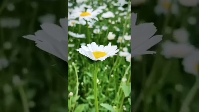 Чувственная женщина смотреть онлайн