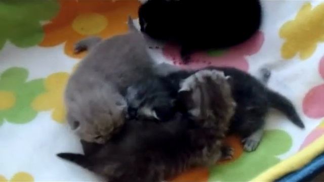 Британские котята. Продажа. Помёт "Е" от 09.11.13 смотреть онлайн