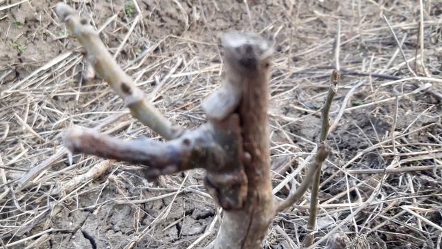 Коли горіх хоче жити. Не зовсім вдалі з'єднання. смотреть онлайн