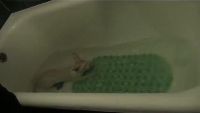 Ржака...кот в ванной)) смотреть онлайн