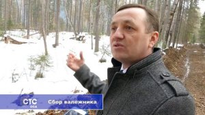 Сбор валежника - ОСНОВНЫЕ ПРАВИЛА