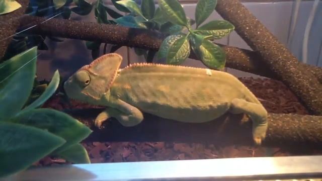 Йеменский хамелеон Yemen Chameleon смотреть онлайн