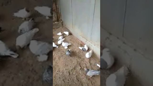 // НИКОЛАЕВСКИЕ ГОЛУБИ // НА ЮГО - ВОСТОКЕ КАЗАХСТАНА . 7.02.20. смотреть онлайн