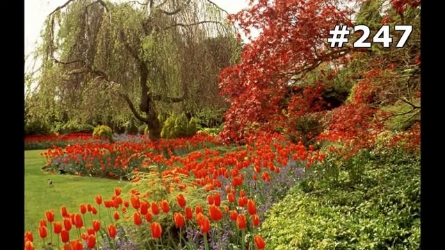 #247. Цветы и растения - очень яркие цветы смотреть онлайн