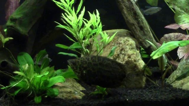 Ctenopoma Acutirostre (African Spotted Leaf Fish/Leopard Gourami) смотреть онлайн