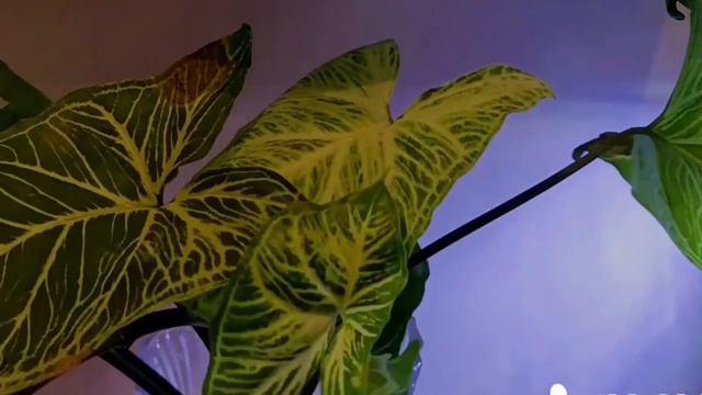 Syngonium/ Indoor Outdoor Plant/ Arrowhead Plant / Air purifying Plant/ Beginners easily can grow смотреть онлайн