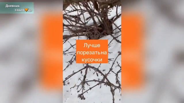 Обрезка жимолости смотреть онлайн