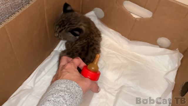 САМЫЙ МИЛЫЙ КОТЕНОК РЫСИ смотреть онлайн