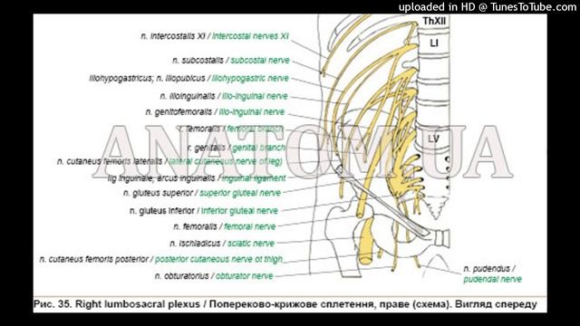 262. Спинномозкові нерви (крижове сплетення) - AnatomUa - AUDIO смотреть онлайн