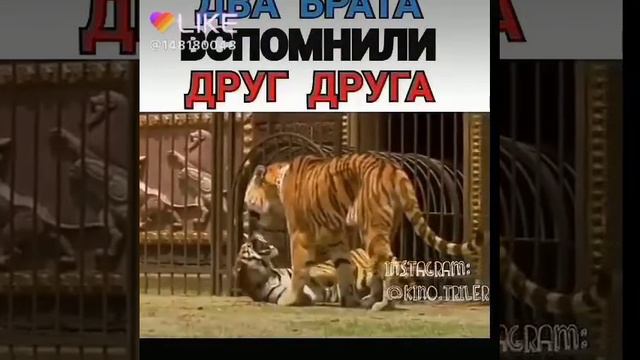 Два брата друг друга вспомнили смотреть онлайн
