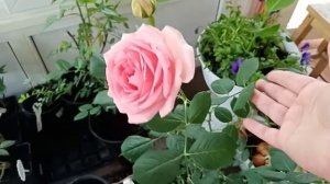 английская роза Херитэйдж