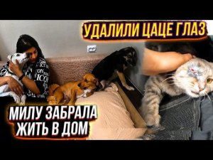 Милу забрала в дом Цаце удаляем глаз