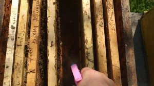 Пчелы! Обработка апимаксом с росинки!