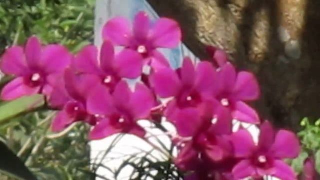 Canon Ixus 160 - Video Zoom Test View Object Orchid Flowers смотреть онлайн