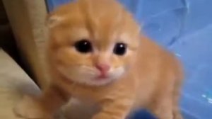Котенок Шипит