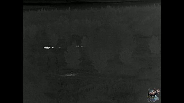 InfiRay T2 Pro кабаны на 170 м.