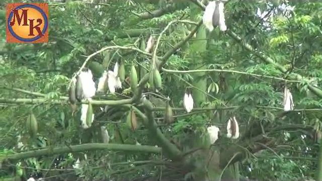 pohon kapas - Gossypium hirsutum смотреть онлайн