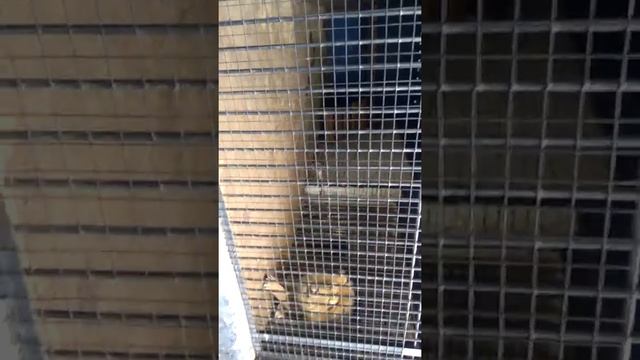 Луганский зоопарк, лев Симба смотреть онлайн