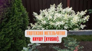 Гортензия метельчатая Киушу (Kyushu).