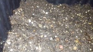 АЛИССУМ ЗОЛОТАЯ ВОЛНА.АЛИССУМ ЗОЛОТО ИНКОВ. АЛИССУМ СКАЛЬНЫЙ-ЖЁЛТЫЙ КОВЁР. МНОГОЛЕТНИК  НА РАССАДУ.