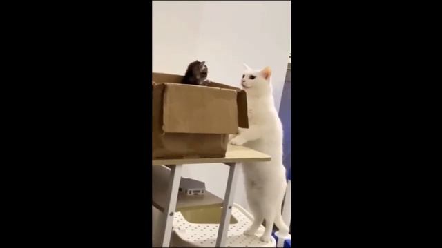 Funny Animal Videos 2023 - Funny Cats_dogs  - Funny Animals   Haypyy Pett