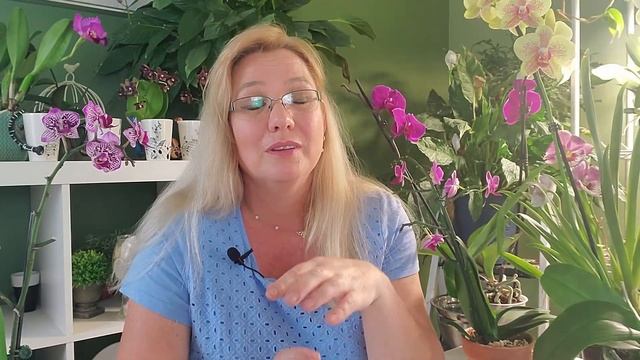 Ants on Orchids: How To Get Rid of Them смотреть онлайн