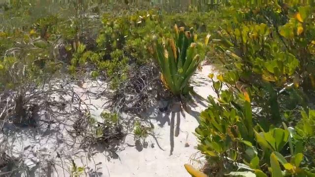Our Trip to Lighthouse Beach in Eleuthera! смотреть онлайн