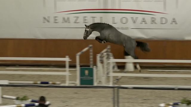 CORNET OBOLENSKY x DENZEL V’T MUELENHOF 2020 LICENSED BREEDING STALLION HORSE FOR SALE смотреть онлайн