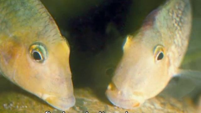 Der Rothauben-Erdfresser Geophagus steindachneri смотреть онлайн
