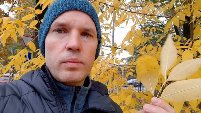 Как выглядит ясень и почему он скоро исчезнет? смотреть онлайн