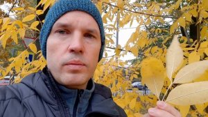 Как выглядит ясень и почему он скоро исчезнет?