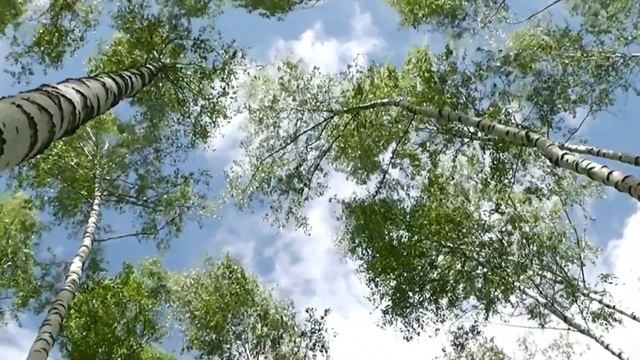 Бялявая, чарнявая. Белорусские песняры. Слайд клип смотреть онлайн