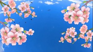 Футаж Ветки Сакуры. Красивый весенний фон для монтажа