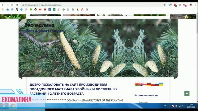 Ekomalina seeds & plants Бобовник альпийский Laburnum alpinum Цвіте лабурнум в Екомалині! смотреть онлайн