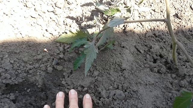 Как принялась переросшая рассада помидор в открытом грунте. Дерево груша смотреть онлайн