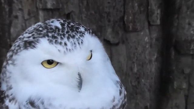Новосельчане - Полярные Совы! Ох и шика-арные!!! Novosel residents - Polar Owls! Oh, and chic !!! смотреть онлайн