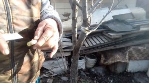 прививаю грушу черенками с других груш ( Новый метод)