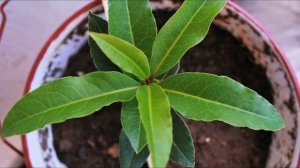 Почему засыхает лавр ??