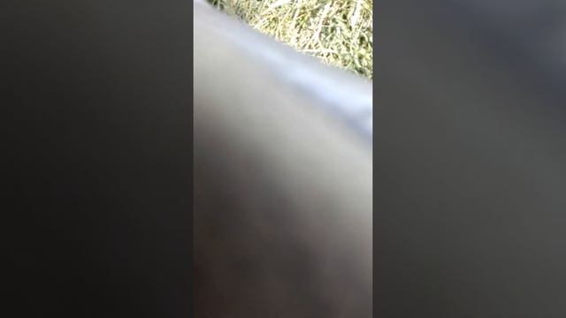 Ловля толстолоба на щербанях смотреть онлайн