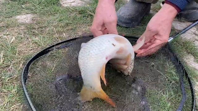 Ловля карпа и диалог о рыбалке с общего водоема! смотреть онлайн