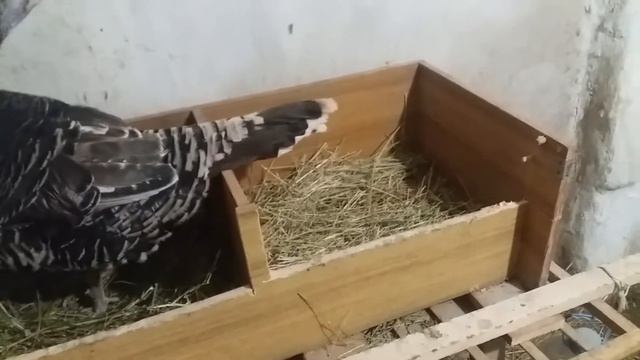 #индюки#хозяйство#куры Бронза 708. Обзор моего племенного мини стада. смотреть онлайн