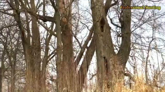 Catching the greedy thief (raccoon) смотреть онлайн