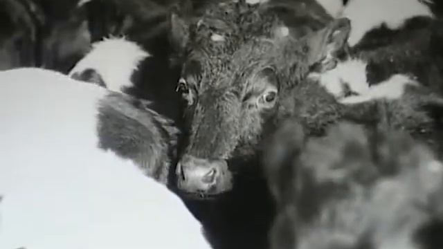 История Приозерска и Приозерского района . Совхоз "Красноармейский". Ролик №4. смотреть онлайн